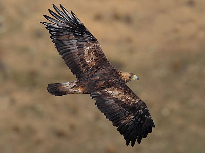 Aigle royal